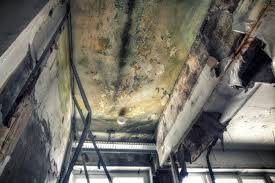 Reliable Auburn, IL Mold Removal Services Solutions